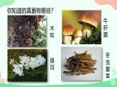 【核心素养】人教版初中生物八年级上册5.4.3《真菌》课件＋课时练习＋教案（含教学反思）