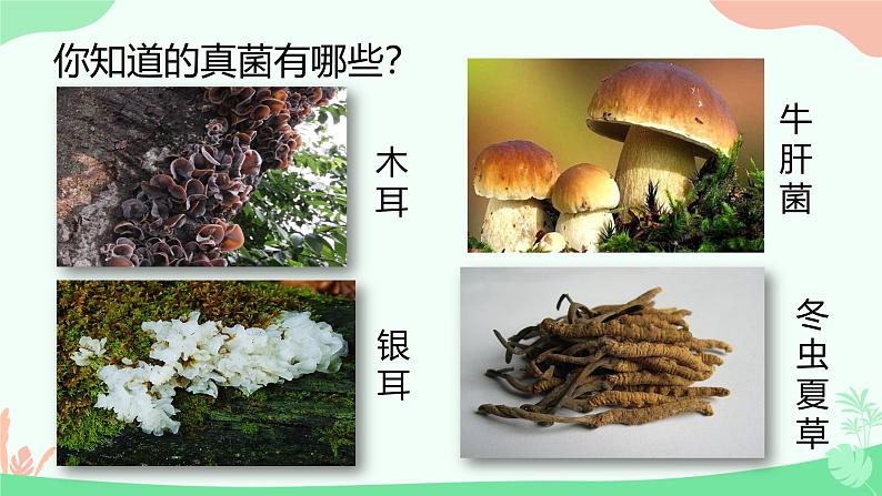 【核心素养】人教版初中生物八年级上册5.4.3《真菌》课件＋课时练习＋教案（含教学反思）03