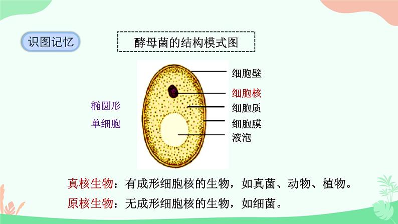 【核心素养】人教版初中生物八年级上册5.4.3《真菌》课件＋课时练习＋教案（含教学反思）08