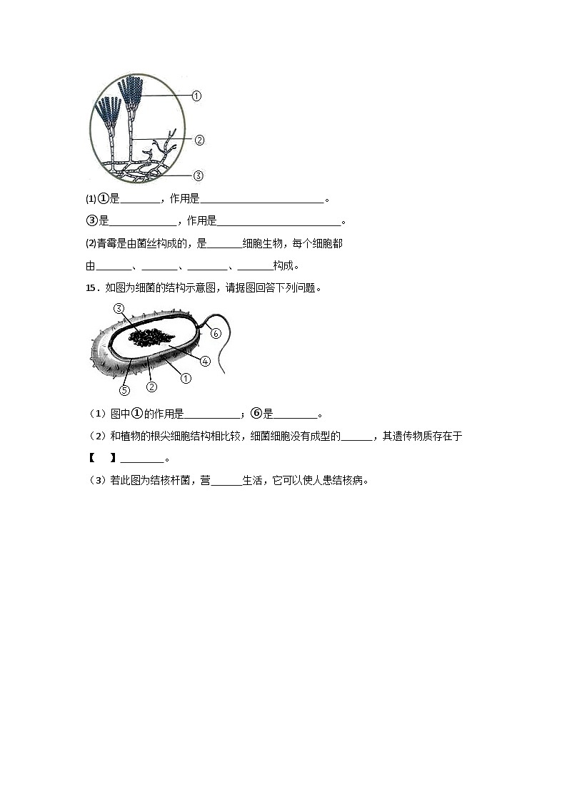 【核心素养】人教版初中生物八年级上册5.4.3《真菌》课件＋课时练习＋教案（含教学反思）03