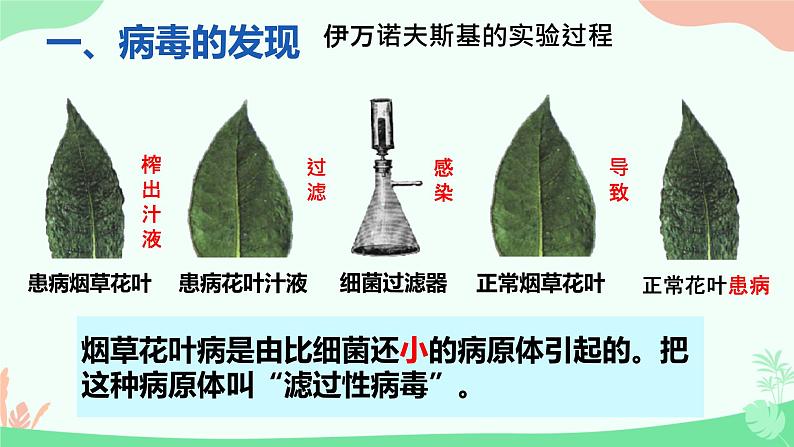 【核心素养】人教版初中生物八年级上册5.5《病毒》课件＋课时练习＋教案（含教学反思）03