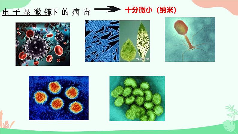 【核心素养】人教版初中生物八年级上册5.5《病毒》课件＋课时练习＋教案（含教学反思）04