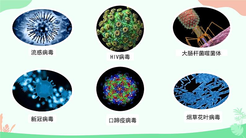 【核心素养】人教版初中生物八年级上册5.5《病毒》课件＋课时练习＋教案（含教学反思）05