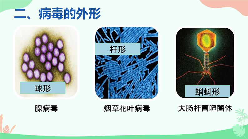 【核心素养】人教版初中生物八年级上册5.5《病毒》课件＋课时练习＋教案（含教学反思）06