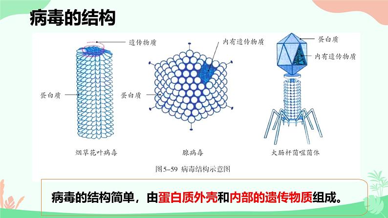 【核心素养】人教版初中生物八年级上册5.5《病毒》课件＋课时练习＋教案（含教学反思）08