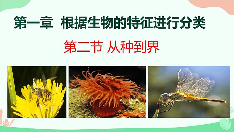 【核心素养】人教版初中生物八年级上册6.1.2《从种到界》课件＋课时练习＋教案（含教学反思）01