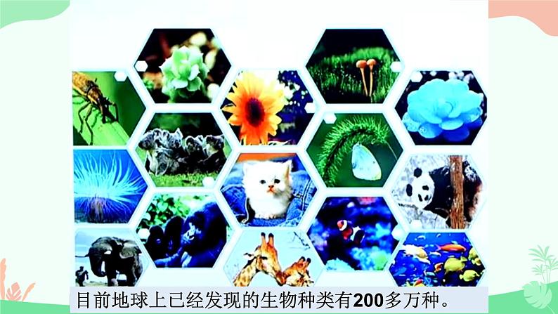 【核心素养】人教版初中生物八年级上册6.1.1《尝试对生物进行分类》课件＋课时练习＋教案（含教学反思）04