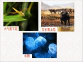 第1节 形形色色的生物 课件 北师大版（2014）生物学七年级上册