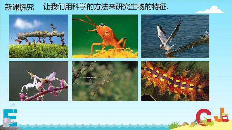 第二节  生物的特征 课件 人教版（2024）七年级上册06
