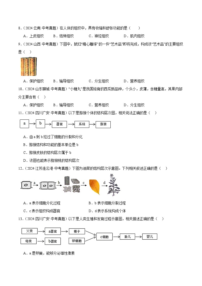 专题03  细胞怎样构成生物体（教师卷+学生卷）- 2024年中考生物真题分类汇编（全国通用）02