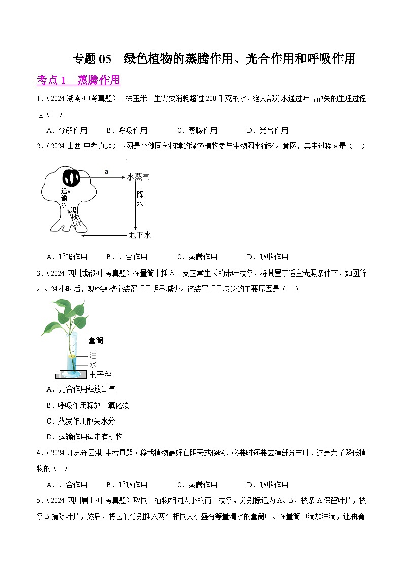 专题05  绿色植物的蒸腾作用、光合作用和呼吸作用（教师卷+学生卷）- 2024年中考生物真题分类汇编（全国通用）01
