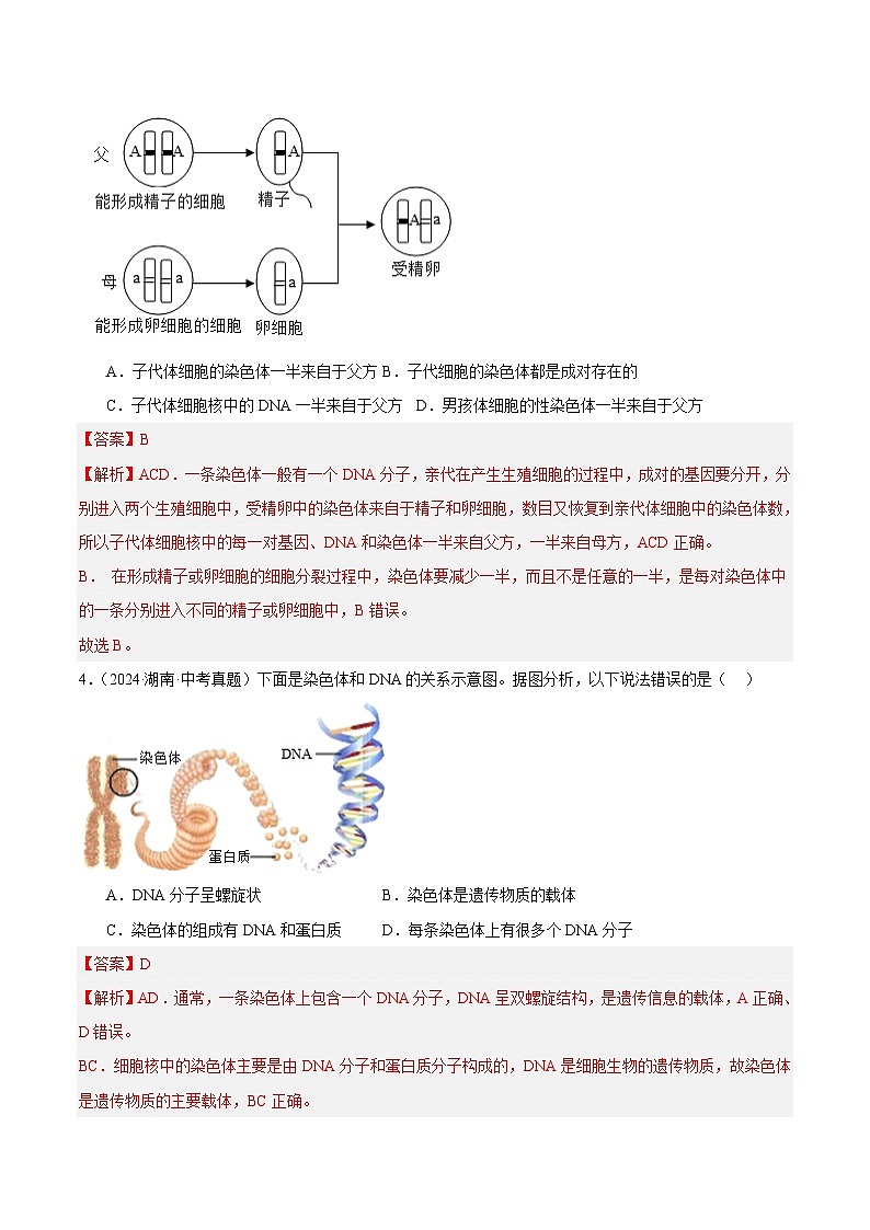 专题16  生物的遗传和变异（教师卷）- 2024年中考生物真题分类汇编（全国通用）第2页