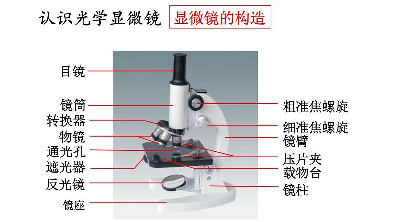 1.1 走进生物学实验室 第1课时 课件-2024-2025学年苏教版生物七年级上册06