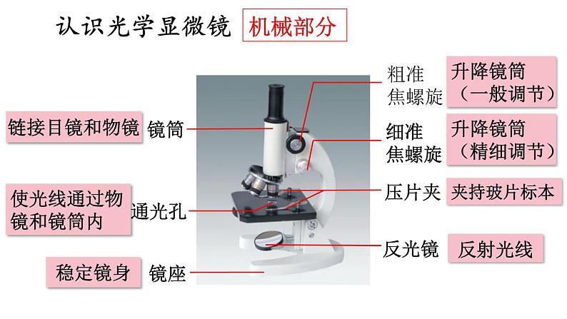 1.1 走进生物学实验室 第1课时 课件-2024-2025学年苏教版生物七年级上册07