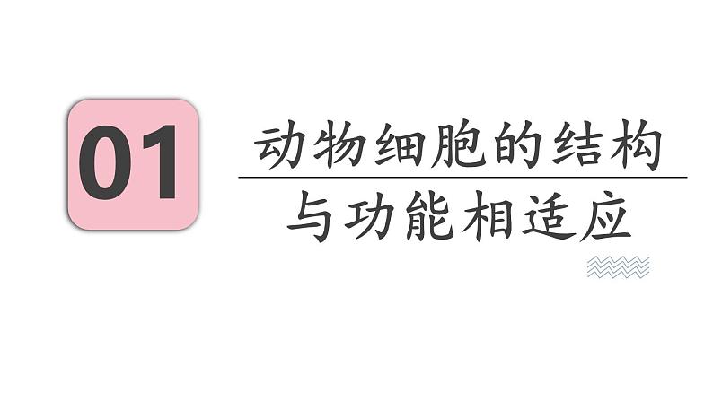 1.2 动物细胞的结构与功能 课件-2024-2025学年苏教版生物七年级上册03