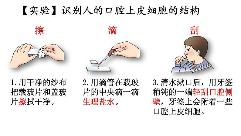 1.2 动物细胞的结构与功能 课件-2024-2025学年苏教版生物七年级上册05