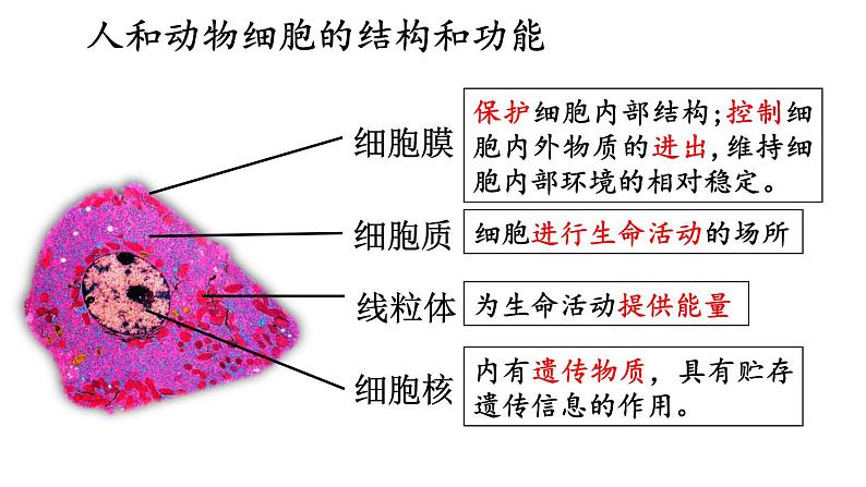 1.2 动物细胞的结构与功能 课件-2024-2025学年苏教版生物七年级上册07