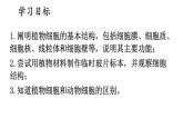 1.3 植物细胞的结构与功能 课件-2024-2025学年苏教版生物七年级上册