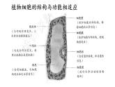 1.3 植物细胞的结构与功能 课件-2024-2025学年苏教版生物七年级上册