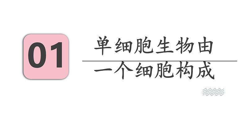 2.2 单细胞生物 课件-2024-2025学年苏教版生物七年级上册03