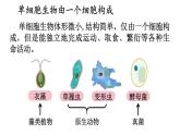 2.2 单细胞生物 课件-2024-2025学年苏教版生物七年级上册