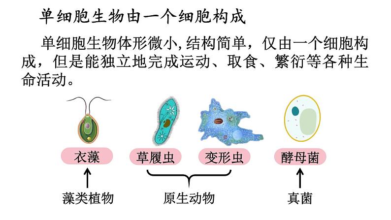 2.2 单细胞生物 课件-2024-2025学年苏教版生物七年级上册04