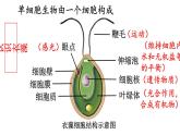 2.2 单细胞生物 课件-2024-2025学年苏教版生物七年级上册