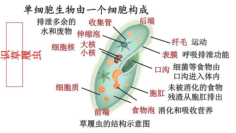 2.2 单细胞生物 课件-2024-2025学年苏教版生物七年级上册06