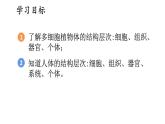 2.3 多细胞生物体的组成 课件-2024-2025学年苏教版生物七年级上册