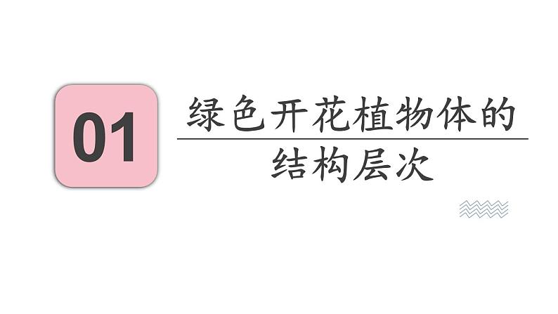 2.3 多细胞生物体的组成 课件-2024-2025学年苏教版生物七年级上册03