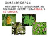 2.3 多细胞生物体的组成 课件-2024-2025学年苏教版生物七年级上册
