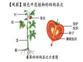2.3 多细胞生物体的组成 课件-2024-2025学年苏教版生物七年级上册