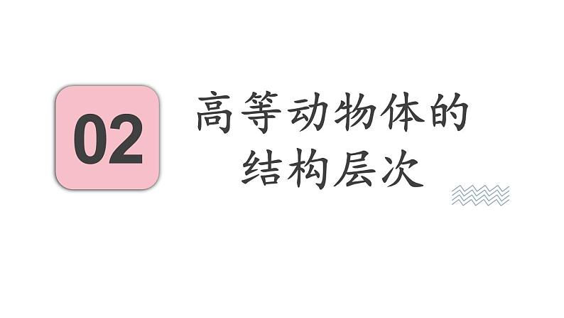 2.3 多细胞生物体的组成 课件-2024-2025学年苏教版生物七年级上册07