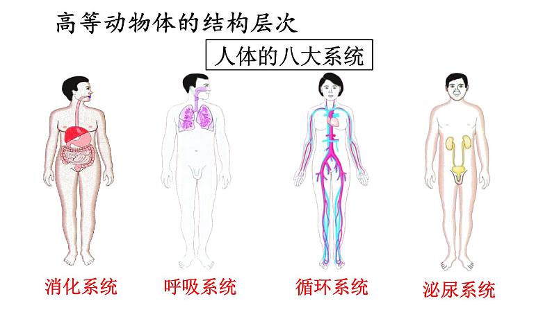 2.3 多细胞生物体的组成 课件-2024-2025学年苏教版生物七年级上册08