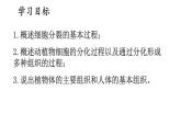 2.1 细胞分裂与分化 课件-2024-2025学年苏教版生物七年级上册