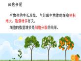 2.1 细胞分裂与分化 课件-2024-2025学年苏教版生物七年级上册