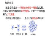 2.1 细胞分裂与分化 课件-2024-2025学年苏教版生物七年级上册