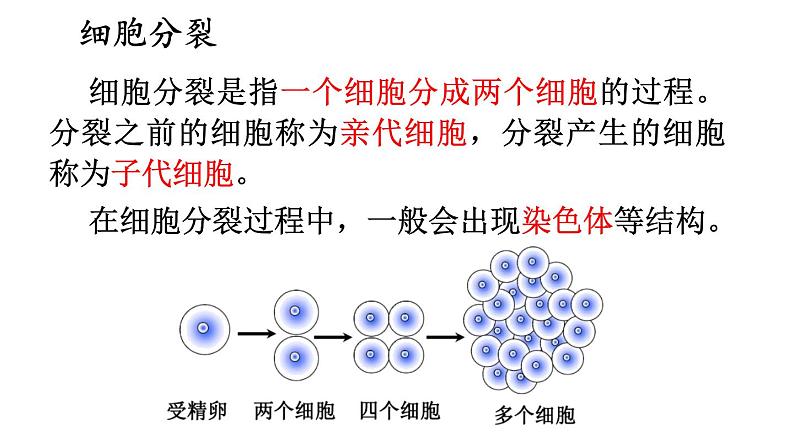 2.1 细胞分裂与分化 课件-2024-2025学年苏教版生物七年级上册05