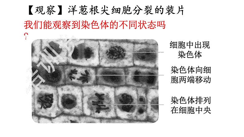 2.1 细胞分裂与分化 课件-2024-2025学年苏教版生物七年级上册06