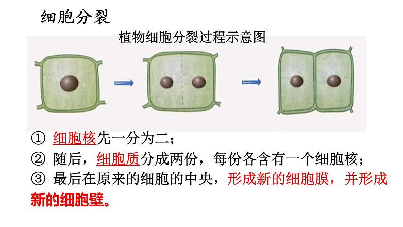 2.1 细胞分裂与分化 课件-2024-2025学年苏教版生物七年级上册07