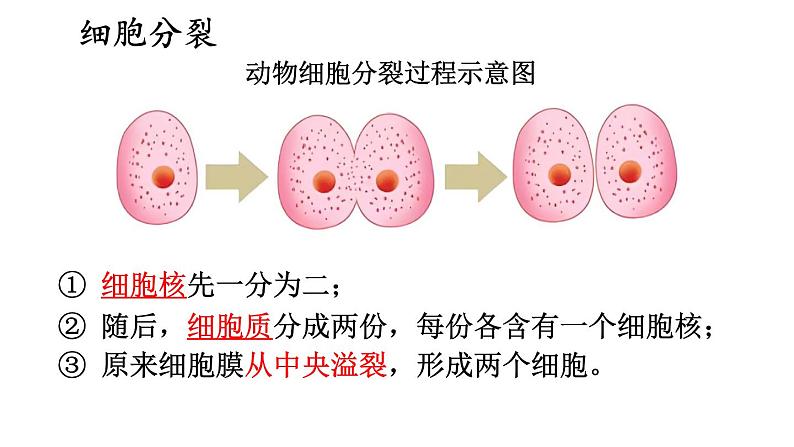 2.1 细胞分裂与分化 课件-2024-2025学年苏教版生物七年级上册08