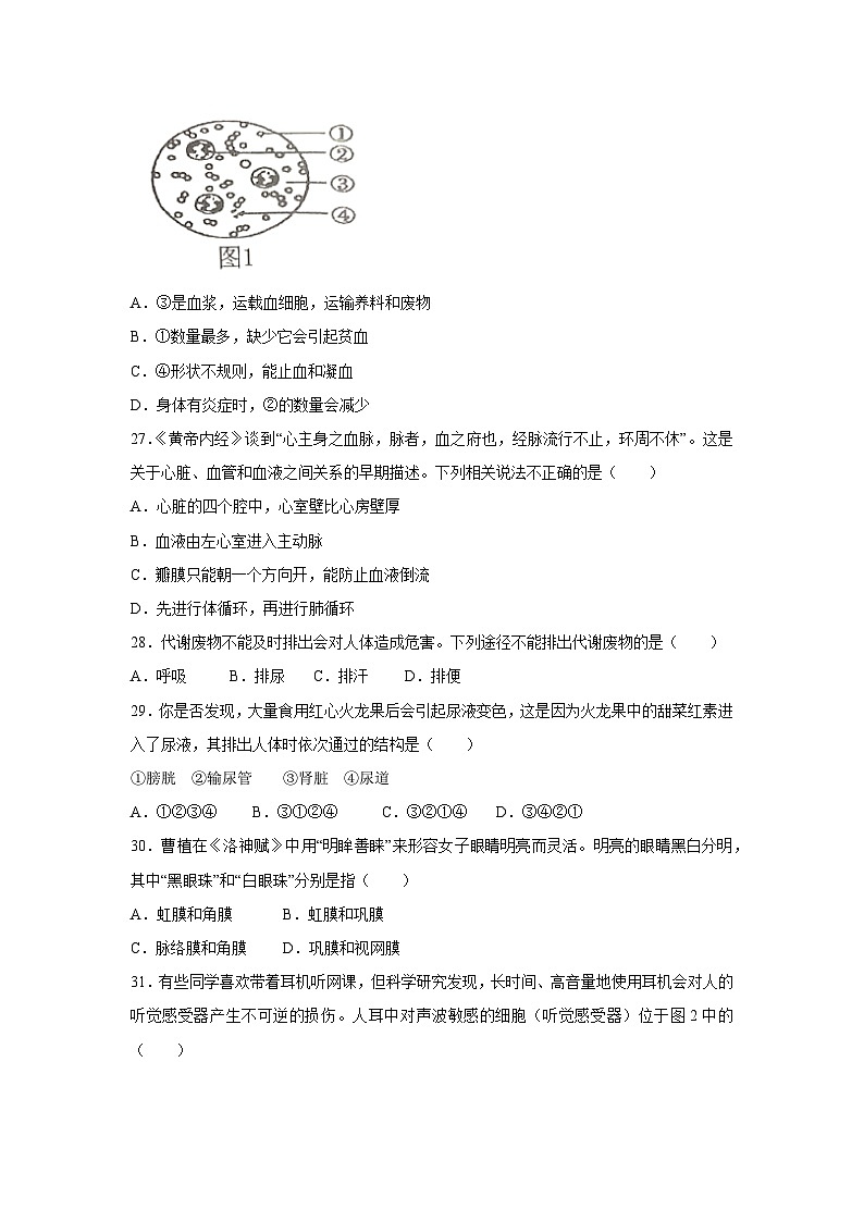 [生物][期末]广西玉林市博白县2023--2024学年七年级下学期期末试题02