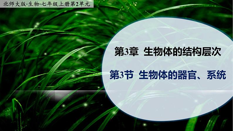 3.3《生物体的器官、系统》课件01