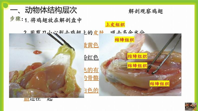 3.3《生物体的器官、系统》课件06