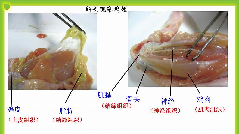 3.3《生物体的器官、系统》课件07