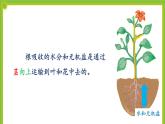 4.4《运输作用》课件PPT