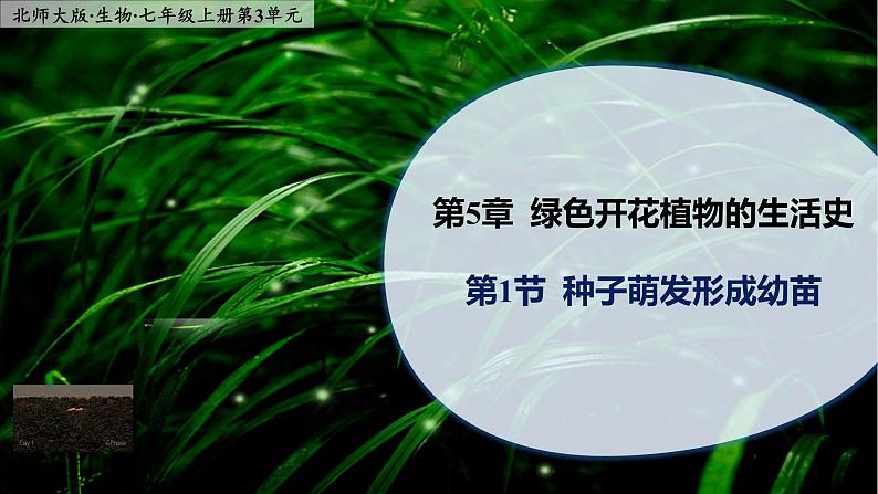 5.1《种子萌发形成幼苗》课件PPT01