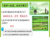 5.1《种子萌发形成幼苗》课件PPT