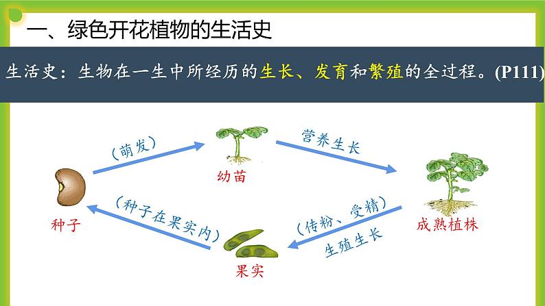 5.1《种子萌发形成幼苗》课件PPT06