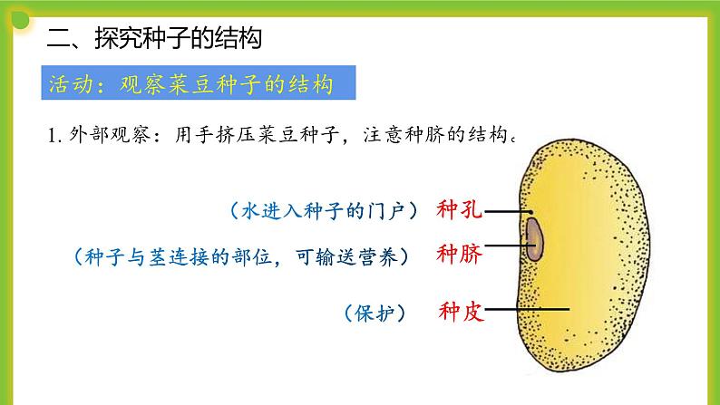 5.1《种子萌发形成幼苗》课件PPT08